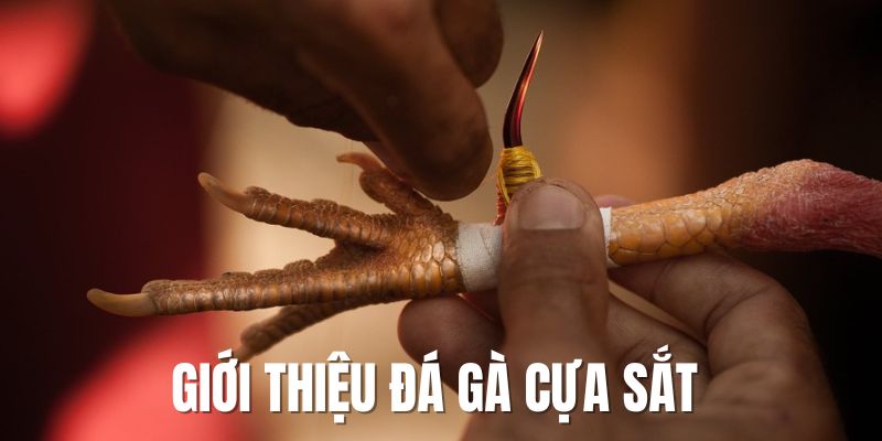 Giới thiệu đá gà cựa sắt vài thông tin quan trọng