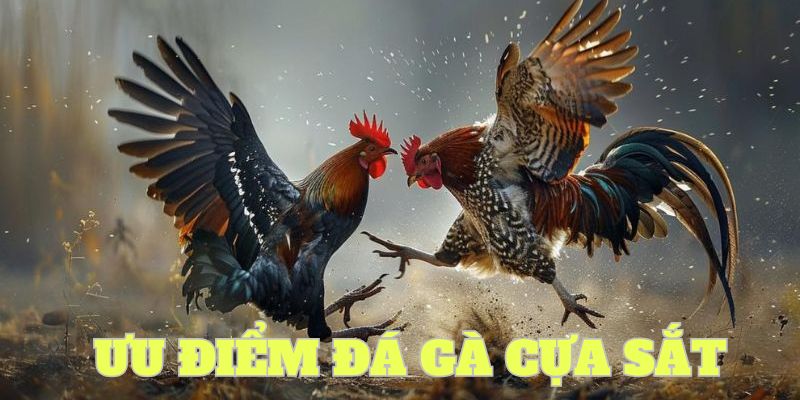 Lý do choi kệ cựa sắt hấp dẫn nhiều người